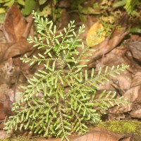 Selaginella crassipes Spring